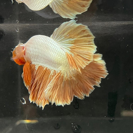 the-fish-farm Premium Male Betta Gold Halfmoon Premium Male Betta - One Only - 2 Buy Gold Halfmoon Male Bettas at The Fish Farm Australia