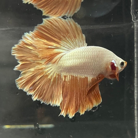 the-fish-farm Premium Male Betta Gold Halfmoon Premium Male Betta - One Only - 2 Buy Gold Halfmoon Male Bettas at The Fish Farm Australia