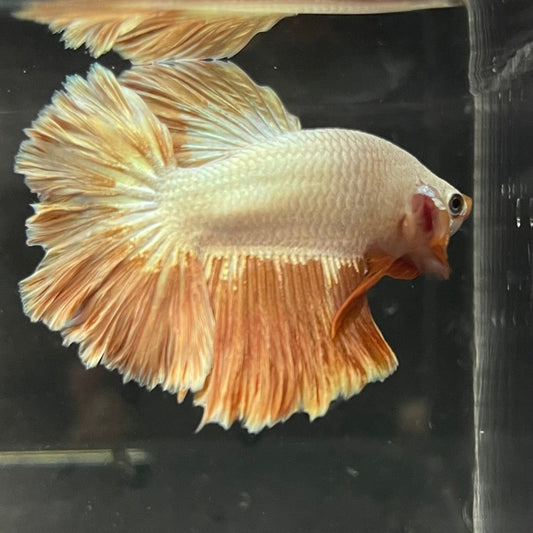 the-fish-farm Premium Male Betta Gold Halfmoon Premium Male Betta - One Only - 2 Buy Gold Halfmoon Male Bettas at The Fish Farm Australia