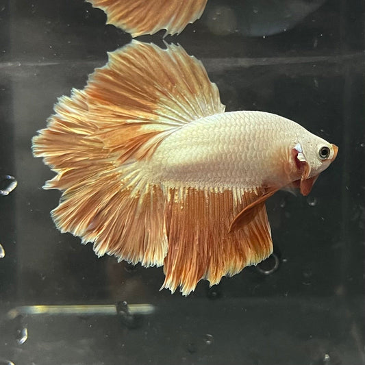 the-fish-farm Premium Male Betta Gold Halfmoon Premium Male Betta - One Only - 2 Buy Gold Halfmoon Male Bettas at The Fish Farm Australia