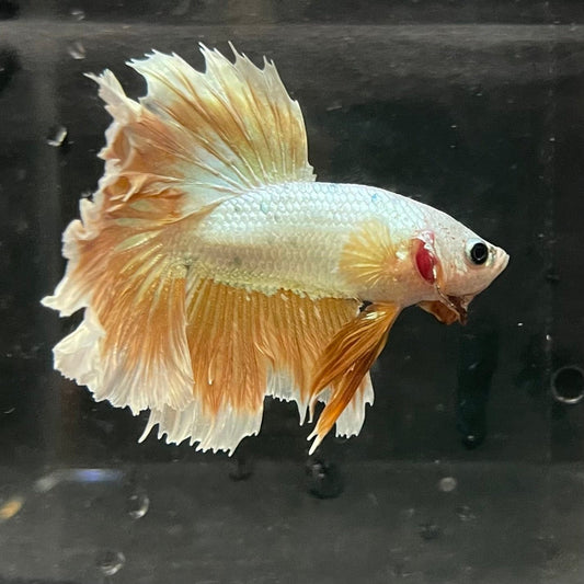 the-fish-farm Premium Male Betta Gold Halfmoon Premium Male Betta - One Only - 3 Buy Gold Halfmoon Male Bettas at The Fish Farm Australia