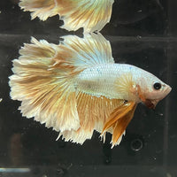 the-fish-farm Premium Male Betta Gold Halfmoon Premium Male Betta - One Only - 3 Buy Gold Halfmoon Male Bettas at The Fish Farm Australia