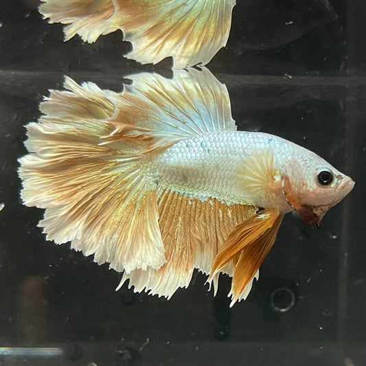 the-fish-farm Premium Male Betta Gold Halfmoon Premium Male Betta - One Only - 3 Buy Gold Halfmoon Male Bettas at The Fish Farm Australia