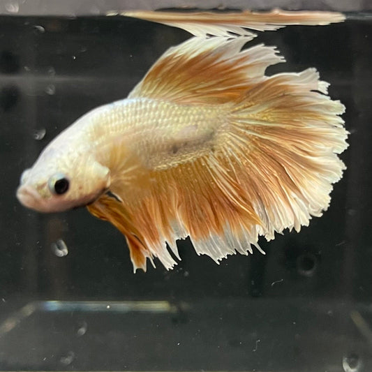 the-fish-farm Premium Male Betta Gold Halfmoon Premium Male Betta - One Only - 3 Buy Gold Halfmoon Male Bettas at The Fish Farm Australia
