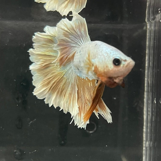 the-fish-farm Premium Male Betta Gold Halfmoon Premium Male Betta - One Only - 3 Buy Gold Halfmoon Male Bettas at The Fish Farm Australia