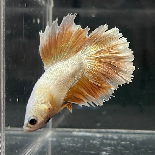 the-fish-farm Premium Male Betta Gold Halfmoon Premium Male Betta - One Only - 3 Buy Gold Halfmoon Male Bettas at The Fish Farm Australia