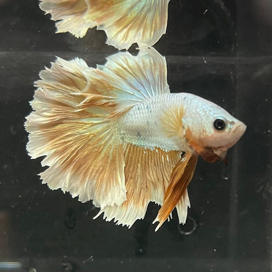 the-fish-farm Premium Male Betta Gold Halfmoon Premium Male Betta - One Only - 3 Buy Gold Halfmoon Male Bettas at The Fish Farm Australia
