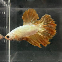 the-fish-farm Premium Male Betta Gold Halfmoon Premium Male Betta - One Only - 4 Buy Gold Halfmoon Male Bettas at The Fish Farm Australia