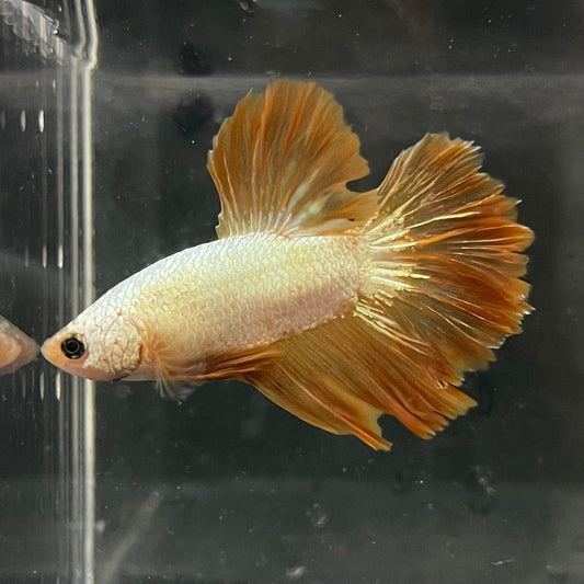 the-fish-farm Premium Male Betta Gold Halfmoon Premium Male Betta - One Only - 4 Buy Gold Halfmoon Male Bettas at The Fish Farm Australia
