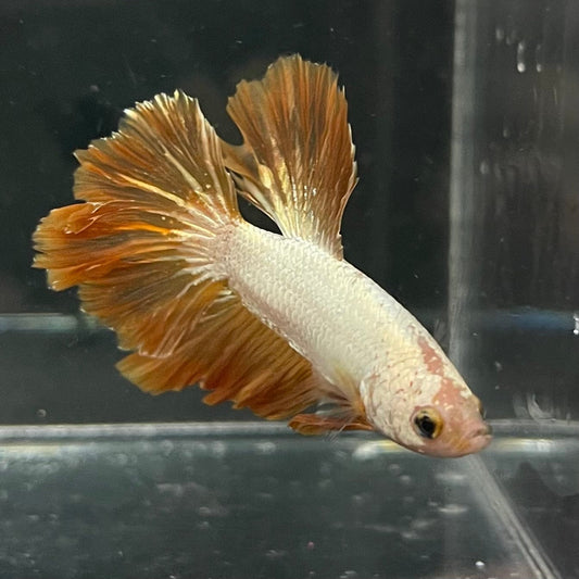 the-fish-farm Premium Male Betta Gold Halfmoon Premium Male Betta - One Only - 4 Buy Gold Halfmoon Male Bettas at The Fish Farm Australia