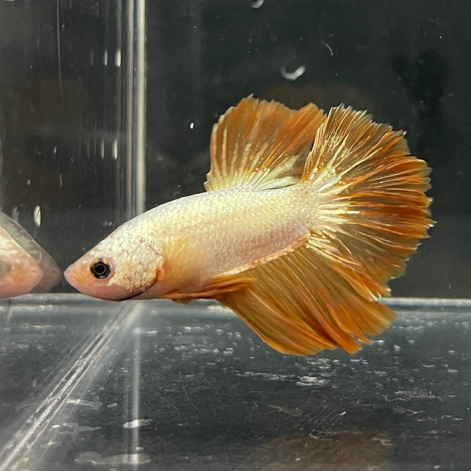the-fish-farm Premium Male Betta Gold Halfmoon Premium Male Betta - One Only - 4 Buy Gold Halfmoon Male Bettas at The Fish Farm Australia