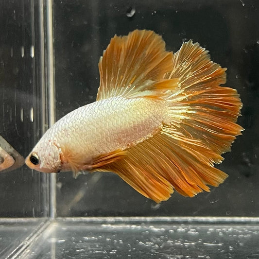 the-fish-farm Premium Male Betta Gold Halfmoon Premium Male Betta - One Only - 4 Buy Gold Halfmoon Male Bettas at The Fish Farm Australia