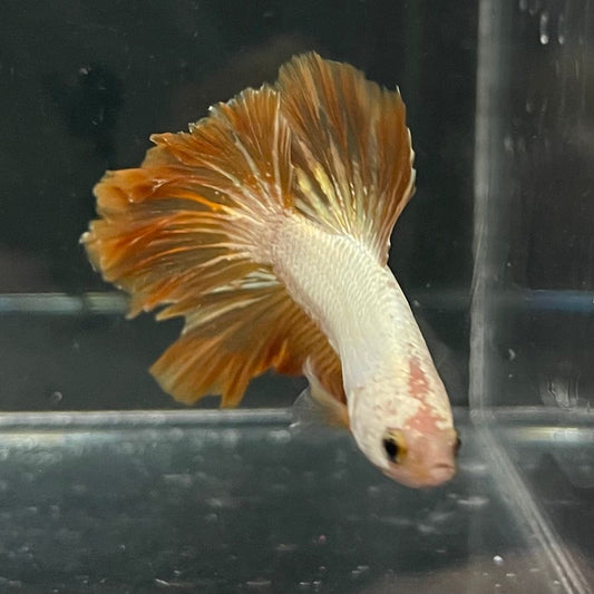the-fish-farm Premium Male Betta Gold Halfmoon Premium Male Betta - One Only - 4 Buy Gold Halfmoon Male Bettas at The Fish Farm Australia