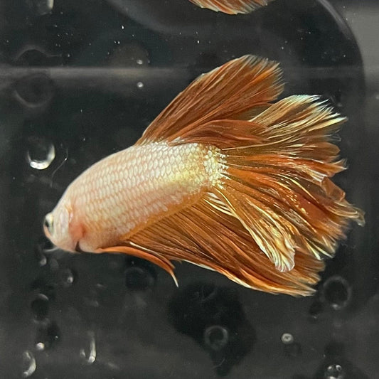 the-fish-farm Premium Male Betta Gold Halfmoon Premium Male Betta - One Only - 5 Buy Gold Halfmoon Male Bettas at The Fish Farm Australia