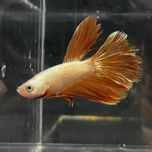 the-fish-farm Premium Male Betta Gold Halfmoon Premium Male Betta - One Only - 5 Buy Gold Halfmoon Male Bettas at The Fish Farm Australia