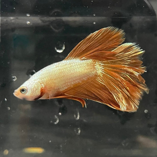 the-fish-farm Premium Male Betta Gold Halfmoon Premium Male Betta - One Only - 5 Buy Gold Halfmoon Male Bettas at The Fish Farm Australia