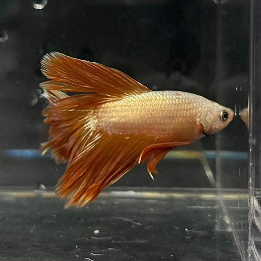 the-fish-farm Premium Male Betta Gold Halfmoon Premium Male Betta - One Only - 5 Buy Gold Halfmoon Male Bettas at The Fish Farm Australia