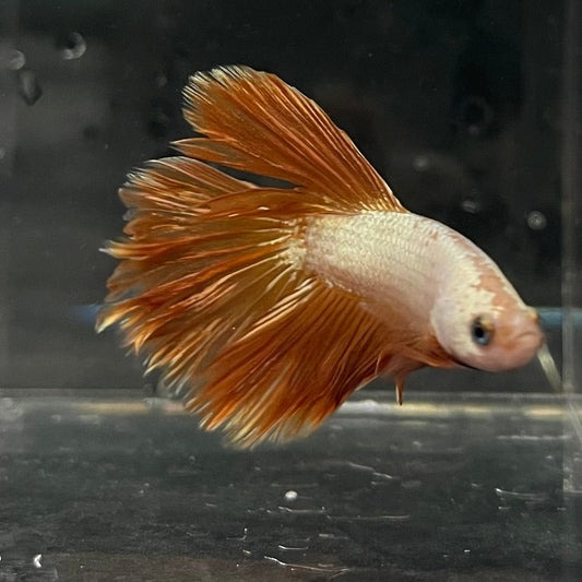 the-fish-farm Premium Male Betta Gold Halfmoon Premium Male Betta - One Only - 5 Buy Gold Halfmoon Male Bettas at The Fish Farm Australia