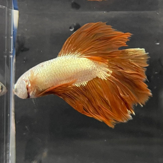 the-fish-farm Premium Male Betta Gold Halfmoon Premium Male Betta - One Only - 6 Buy Gold Halfmoon Male Bettas at The Fish Farm Australia
