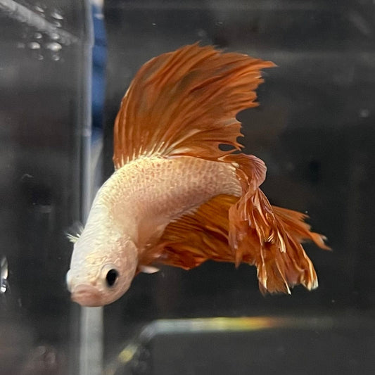 the-fish-farm Premium Male Betta Gold Halfmoon Premium Male Betta - One Only - 6 Buy Gold Halfmoon Male Bettas at The Fish Farm Australia