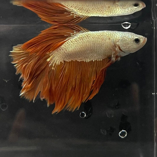 the-fish-farm Premium Male Betta Gold Halfmoon Premium Male Betta - One Only - 6 Buy Gold Halfmoon Male Bettas at The Fish Farm Australia