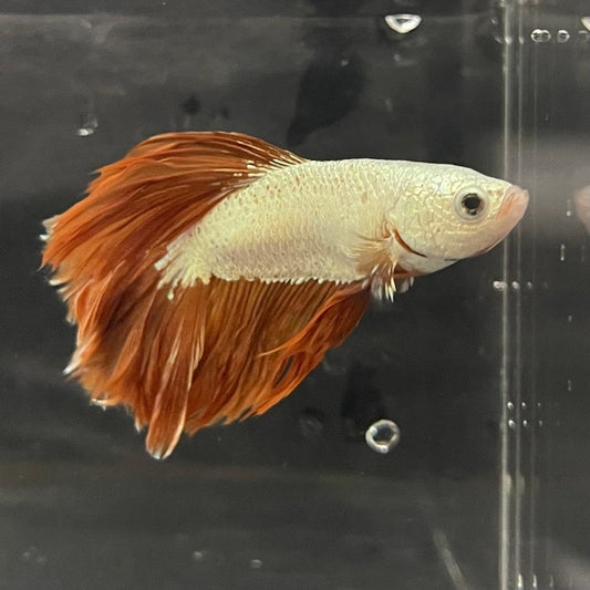 the-fish-farm Premium Male Betta Gold Halfmoon Premium Male Betta - One Only - 6 Buy Gold Halfmoon Male Bettas at The Fish Farm Australia