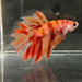 the-fish-farm Premium Male Betta Koi Halfmoon Premium Male Betta - One Only - 1 Choose your favourite Premuium Koi Halfmoon Male Betta - The Fish Farm