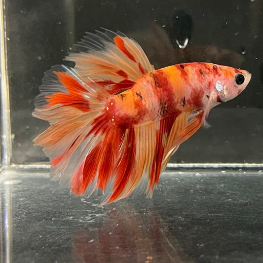 the-fish-farm Premium Male Betta Koi Halfmoon Premium Male Betta - One Only - 1 Choose your favourite Premuium Koi Halfmoon Male Betta - The Fish Farm