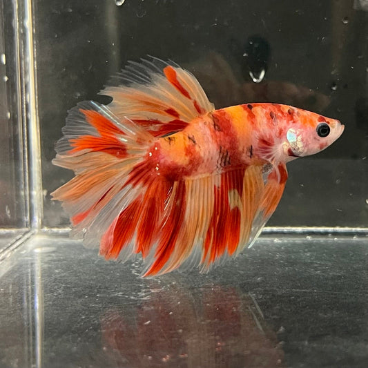 the-fish-farm Premium Male Betta Koi Halfmoon Premium Male Betta - One Only - 1 Choose your favourite Premuium Koi Halfmoon Male Betta - The Fish Farm