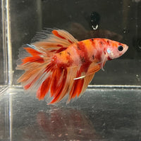 the-fish-farm Premium Male Betta Koi Halfmoon Premium Male Betta - One Only - 1 Choose your favourite Premuium Koi Halfmoon Male Betta - The Fish Farm