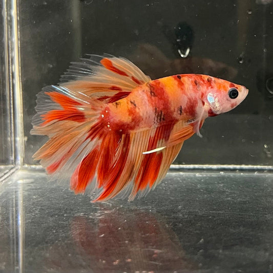 the-fish-farm Premium Male Betta Koi Halfmoon Premium Male Betta - One Only - 1 Choose your favourite Premuium Koi Halfmoon Male Betta - The Fish Farm