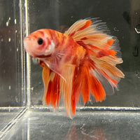 the-fish-farm Premium Male Betta Koi Halfmoon Premium Male Betta - One Only - 1 Choose your favourite Premuium Koi Halfmoon Male Betta - The Fish Farm