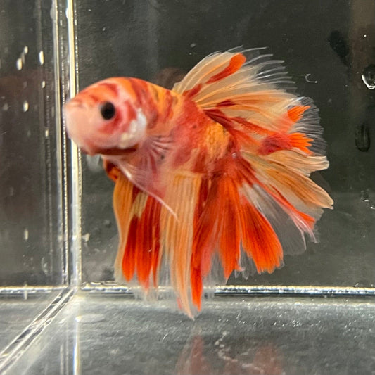 the-fish-farm Premium Male Betta Koi Halfmoon Premium Male Betta - One Only - 1 Choose your favourite Premuium Koi Halfmoon Male Betta - The Fish Farm