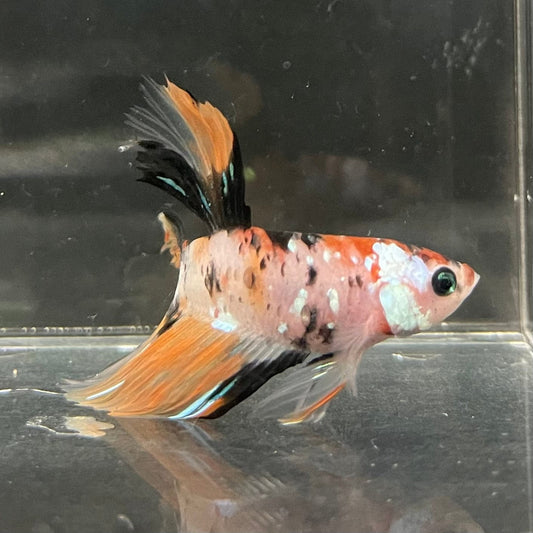 the-fish-farm Premium Male Betta Koi Halfmoon Premium Male Betta - One Only - 10 Choose your favourite Premuium Koi Halfmoon Male Betta - The Fish Farm