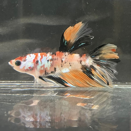 the-fish-farm Premium Male Betta Koi Halfmoon Premium Male Betta - One Only - 10 Choose your favourite Premuium Koi Halfmoon Male Betta - The Fish Farm