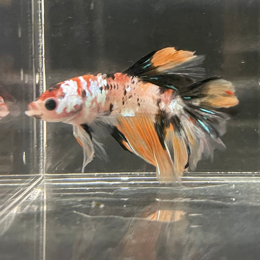 the-fish-farm Premium Male Betta Koi Halfmoon Premium Male Betta - One Only - 10 Choose your favourite Premuium Koi Halfmoon Male Betta - The Fish Farm