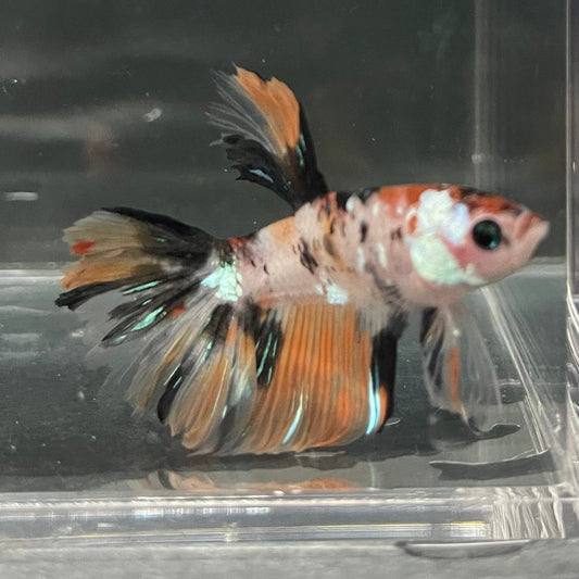the-fish-farm Premium Male Betta Koi Halfmoon Premium Male Betta - One Only - 10 Choose your favourite Premuium Koi Halfmoon Male Betta - The Fish Farm