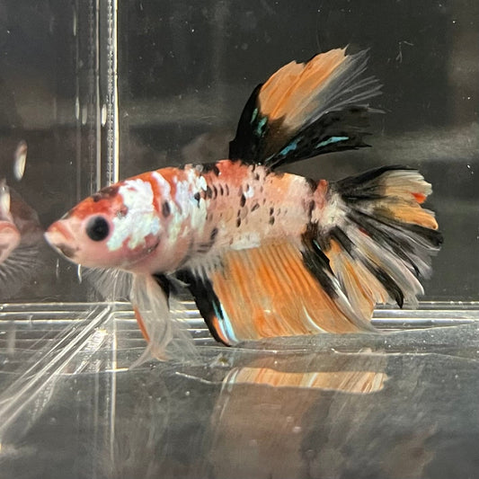 the-fish-farm Premium Male Betta Koi Halfmoon Premium Male Betta - One Only - 10 Choose your favourite Premuium Koi Halfmoon Male Betta - The Fish Farm