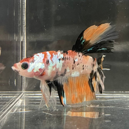 the-fish-farm Premium Male Betta Koi Halfmoon Premium Male Betta - One Only - 10 Choose your favourite Premuium Koi Halfmoon Male Betta - The Fish Farm