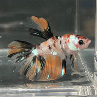 the-fish-farm Premium Male Betta Koi Halfmoon Premium Male Betta - One Only - 10 Choose your favourite Premuium Koi Halfmoon Male Betta - The Fish Farm