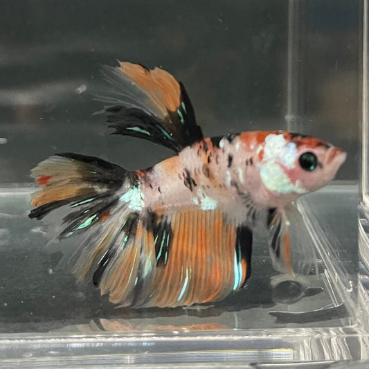 the-fish-farm Premium Male Betta Koi Halfmoon Premium Male Betta - One Only - 10 Choose your favourite Premuium Koi Halfmoon Male Betta - The Fish Farm