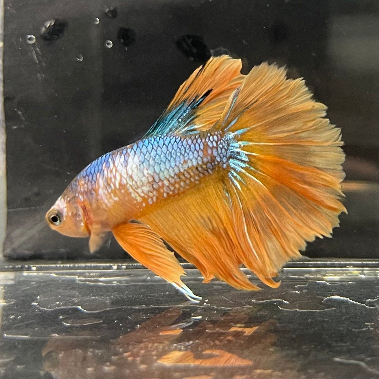 the-fish-farm Premium Male Betta Koi Halfmoon Premium Male Betta - One Only - 11 Choose your favourite Premuium Koi Halfmoon Male Betta - The Fish Farm