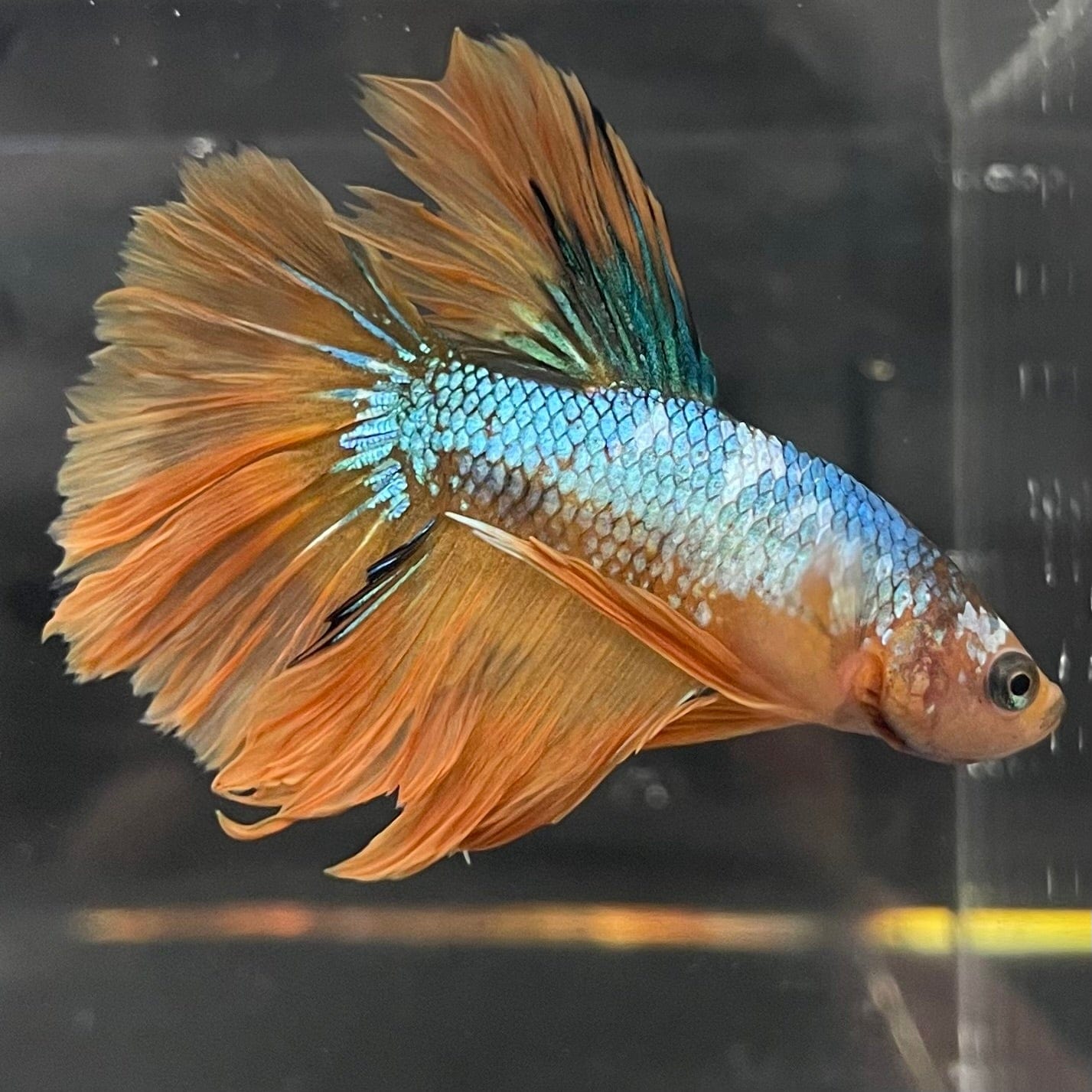 the-fish-farm Premium Male Betta Koi Halfmoon Premium Male Betta - One Only - 11 Choose your favourite Premuium Koi Halfmoon Male Betta - The Fish Farm