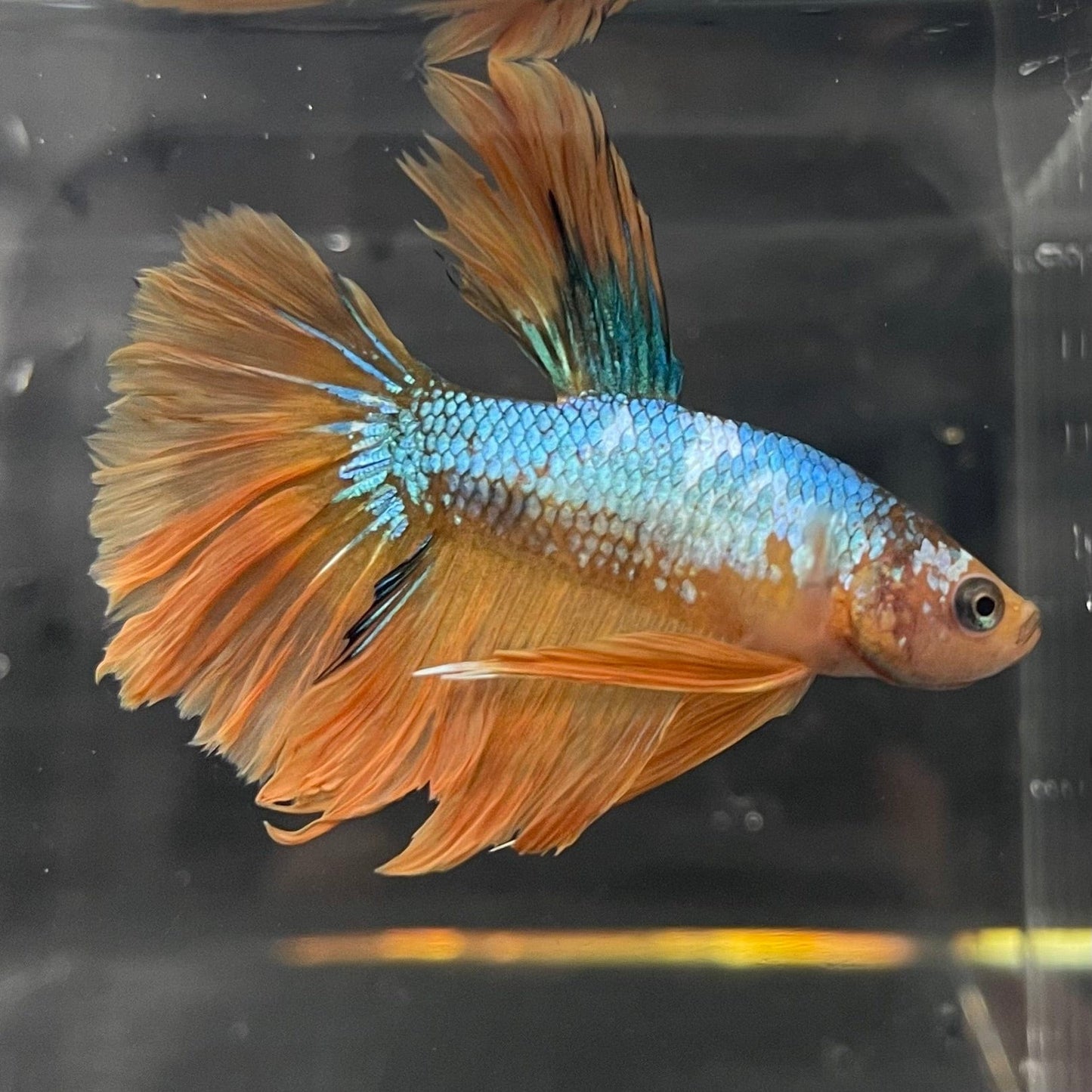 the-fish-farm Premium Male Betta Koi Halfmoon Premium Male Betta - One Only - 11 Choose your favourite Premuium Koi Halfmoon Male Betta - The Fish Farm