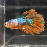 the-fish-farm Premium Male Betta Koi Halfmoon Premium Male Betta - One Only - 11 Choose your favourite Premuium Koi Halfmoon Male Betta - The Fish Farm