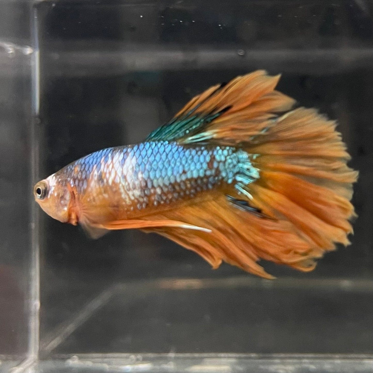 the-fish-farm Premium Male Betta Koi Halfmoon Premium Male Betta - One Only - 11 Choose your favourite Premuium Koi Halfmoon Male Betta - The Fish Farm
