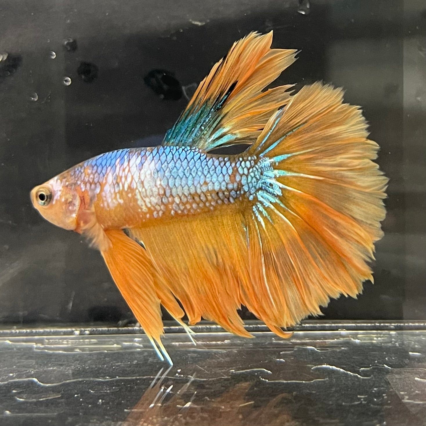 the-fish-farm Premium Male Betta Koi Halfmoon Premium Male Betta - One Only - 11 Choose your favourite Premuium Koi Halfmoon Male Betta - The Fish Farm