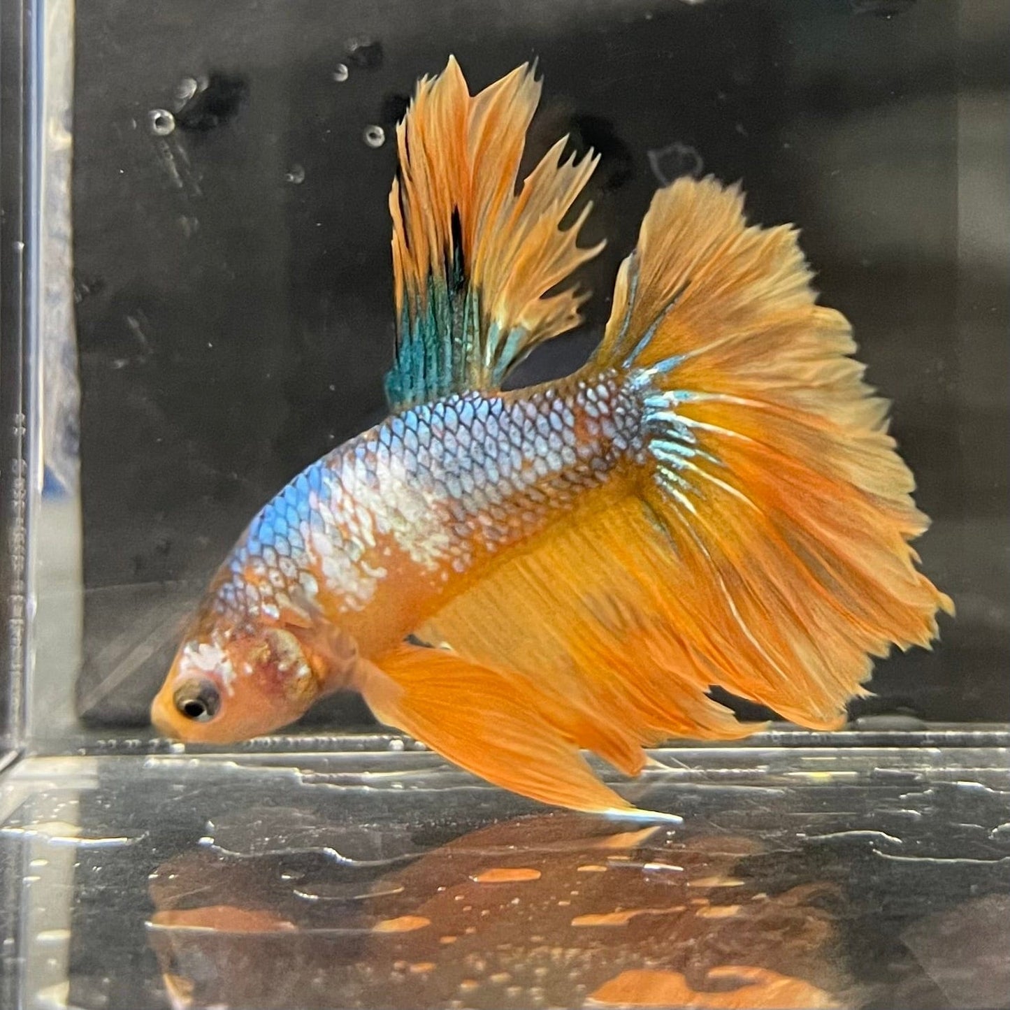 the-fish-farm Premium Male Betta Koi Halfmoon Premium Male Betta - One Only - 11 Choose your favourite Premuium Koi Halfmoon Male Betta - The Fish Farm