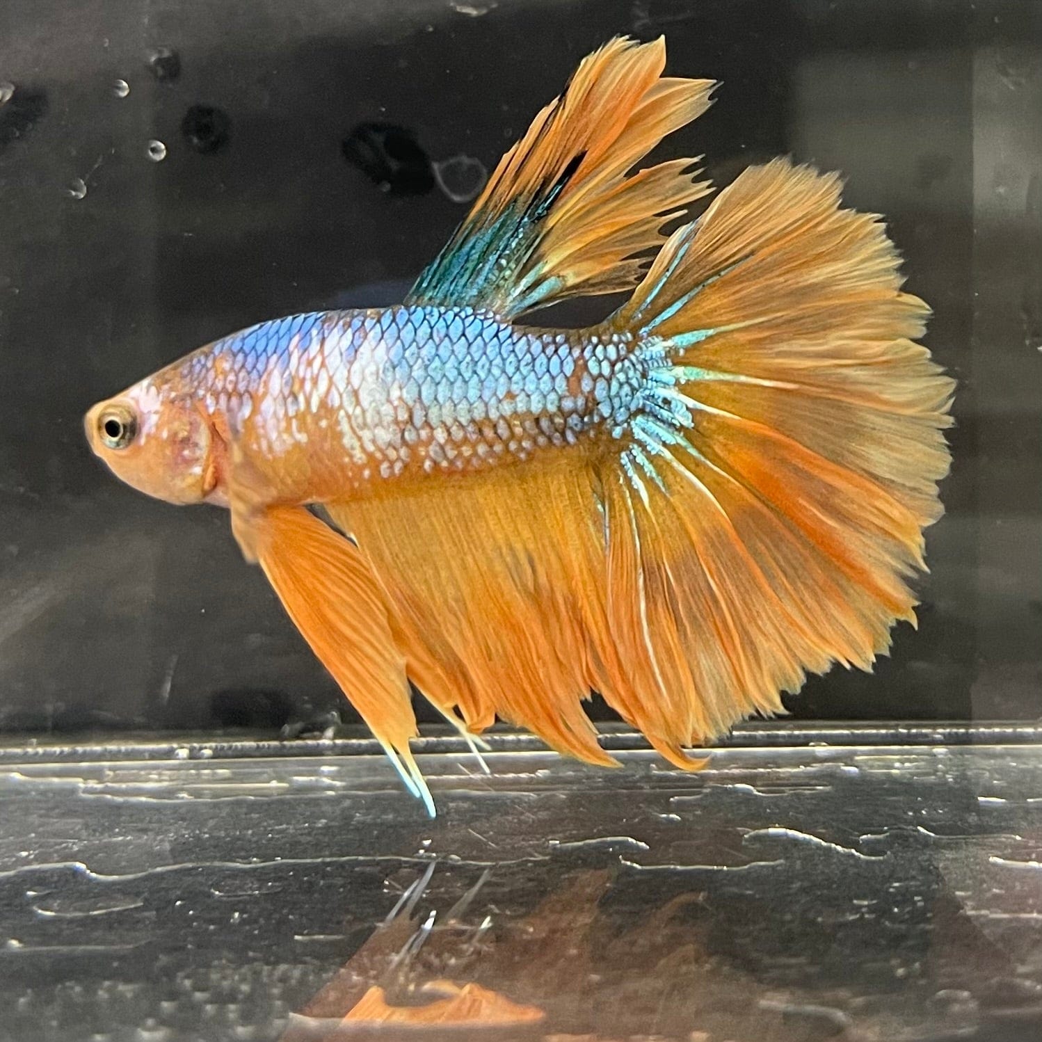 the-fish-farm Premium Male Betta Koi Halfmoon Premium Male Betta - One Only - 11 Choose your favourite Premuium Koi Halfmoon Male Betta - The Fish Farm