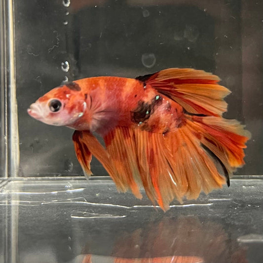 the-fish-farm Premium Male Betta Koi Halfmoon Premium Male Betta - One Only - 12 Choose your favourite Premuium Koi Halfmoon Male Betta - The Fish Farm